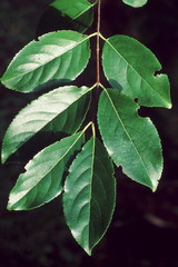 Leaves. Cassine Glauca. Family: Celastraceae. A medium sized deciduous tree with dark green foliage resembling that of an evergreen tree.