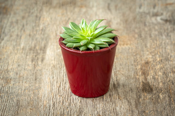 Potted succulent on the old wooden table