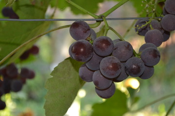 Autumn landscape. Juicy bunches of grapes. Delicious ripe fruits on thin branches. Green leaves. Close-up. Blue grapes