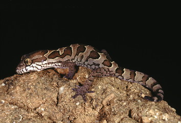 Blotched gecko. Geckoella Nebulosa. A ground dwelling gecko found in central India.