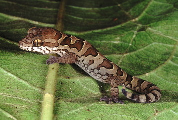 Blotched gecko. Geckoella Nebulosa. A ground dwelling gecko found in central India.