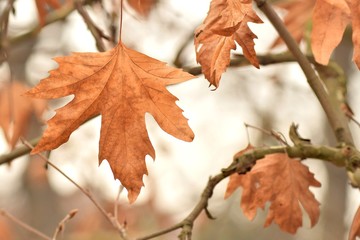 maple leaves on background of blue sky
