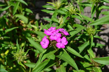 Nice. Bright colorful background from green leaves. Carnation Cloves Turkish. Dianthus barbatus. Garden. Horizontal photo