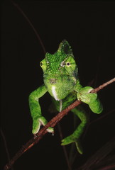 The chameleon has the ability to change its colour as well as shade depending on its mood and surroundings. Chameleon Zeylanicus