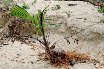 A coconut, washed up by the waves, catches roots and grows on a beach in the Nicobar Islands.