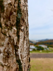 Fototapeta premium 木肌