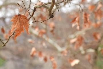 autumn leaves against blue sky