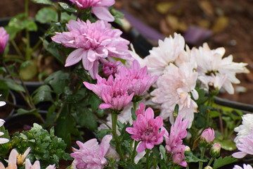  flowers in the garden