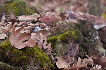 mushroom in the forest