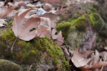 mushroom in the forest