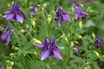 Sunny day. Green bushes. Aquilégia, grassy perennial plants(Ranunculaceae). Blue, purple inflorescences. Cute garden plants. Horizontal photo