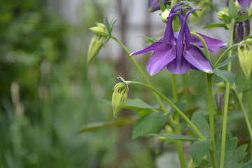 Sunny day. Green. Aquilégia, grassy perennial plants(Ranunculaceae). Blue, purple inflorescences. Horizontal photo