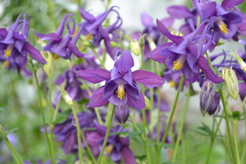 Sunny day. Nice spring day. Flower garden, home flower bed. Aquilégia, grassy perennial plants of the Snake family (Ranunculaceae). Blue, purple inflorescences