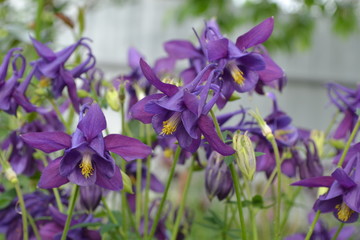 Sunny day. Nice spring day. Flower garden, home flower bed. Beautiful flowers. Aquilégia, grassy perennial plants of the Snake family (Ranunculaceae). Blue, purple inflorescences