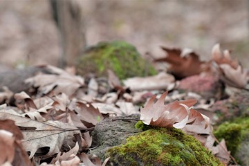  autumn leaves and tied stones