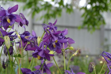 Sunny. Nice spring. Flower garden, home flower bed. Aquilégia, grassy perennial plants of the...