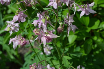 Cute Bell. Flower garden, home flower bed. Beautiful spring flowers. Green bushes, branches. Aquilégia, grassy perennial plants of the Snake family (Ranunculaceae). Pink inflorescences