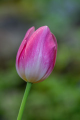 Fototapeta na wymiar Blurred beautiful a rose pink tulip flower in nature background.Flowers soft blur colors sweet tone background.