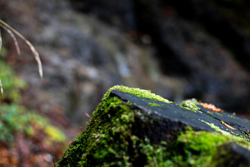 Baumstumpf mit Moos 2