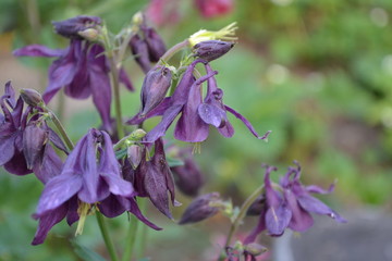 Garden Bell Aquilégia, grassy perennial plants (Ranunculaceae). Beautiful flowers. Blue, purple inflorescences. Cute plants. Horizontal photo