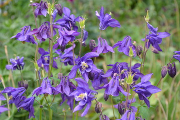 Aquilégia, grassy perennial plants (Ranunculaceae). Beautiful. Blue, purple inflorescences. Horizontal photo