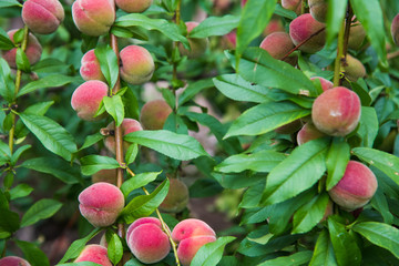 Peaches growing on a tree