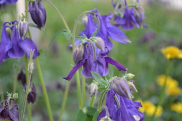 Beautiful flowers. Garden Aquilégia, grassy perennial plants (Ranunculaceae). Blue, purple. Horizontal