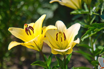 Fototapeta premium bee on yellow flower