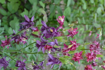 Beautiful spring flowers. Sunny day. Green bushes, thin branches. Aquilégia, grassy perennial plants of the Snake family (Ranunculaceae). Blue, purple inflorescences. Cute garden. Vertical photo
