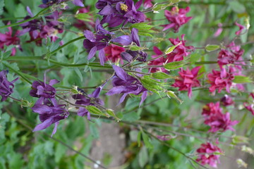 Beautiful spring flowers. Sunny day. Green bushes, thin branches. Aquil&eacute;gia, grassy perennial plants of the Snake family (Ranunculaceae). Blue, purple inflorescences. Cute. Vertical photo