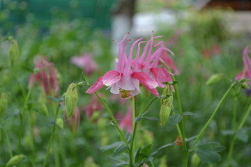 Cute Garden Bell. Flower garden, flower bed. Aquilégia, grassy perennial plants (Ranunculaceae). Pink inflorescences