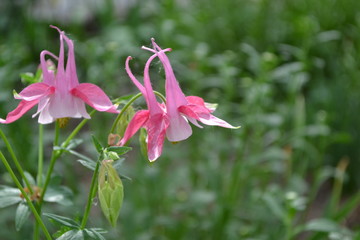Cute Garden Bell. Flower garden, home flower bed. Beautiful flowers. Aquilégia, grassy perennial plants (Ranunculaceae). Pink inflorescences