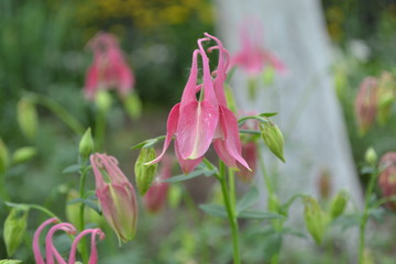 Cute Garden Bell. Flower garden, home flower bed. Beautiful. Aquilégia, grassy perennial plants (Ranunculaceae). Pink inflorescences