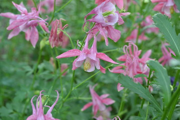 Cute garden plants. Flower garden, bed. Beautiful spring flowers. Sunny. Aquilégia, grassy perennial plants(Ranunculaceae). Pink inflorescences