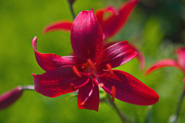 closeup of red flower