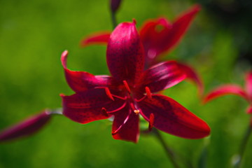 closeup of red flower