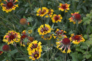 Flower garden, home flower bed. Gaillardia. G. hybrida Fanfare. Unusual. Bright yellow flowers