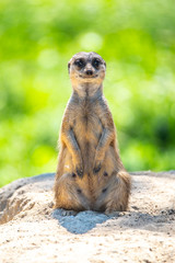 Meerkat, Suricata suricatta, sitting on the rock