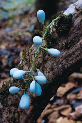 Diploclesia Glaucescens. Family: Menispermaceae. A large woody climber (Liana) found in evergreen forests. The leaves have a water resistant coating on their under surface. © RealityImages
