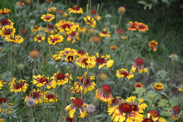 Obraz premium Flower garden. Gaillardia. G. hybrida Fanfare. Unusual. Bright yellow flowers