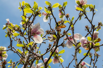 Green buds on a tree in the spring