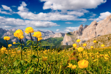 Ranuncoli della Dolomiti