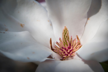 Fototapeta premium Colorful center of a white flower in the spring