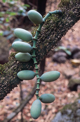 A large woody climber (Liana) which is actually a gymnosperm even though it looks like an angiosperm. The seeds can be roasted and eaten. They have a nutty flavour. Gnetum Ula. Family: Gnetaceae. © RealityImages