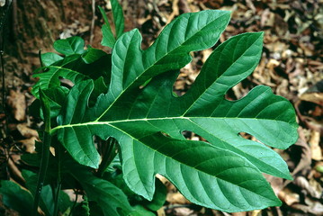 Leaf. Artocarpus sp. Family: Moraceae. A kind of wild Jack-fruit tree. The leaves of the saplings are large. The fruit resembles that of a jack-fruit but is much smaller.
