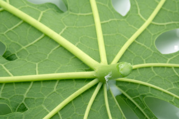 backside of papaya leaf with carica papaya
