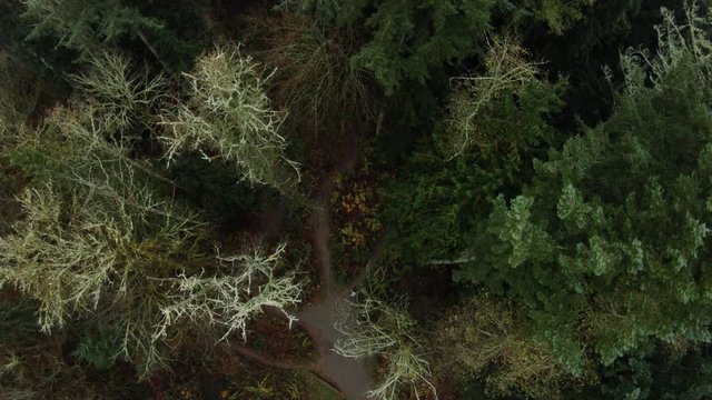 Drone Over Forest Looking Down on Man Riding Mountain Bike Single Track