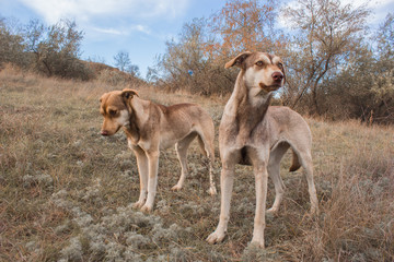 two stray dogs in the wild, stray animals, brown dogs