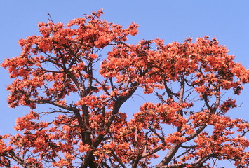 Tree in bloom. Butea Monosperma. Flame of the Forest. Family: Fabaceae. A medium-sized deciduous tree with beautiful flowers. The leaves are used as plates. The flowers and bark are used in medicine.