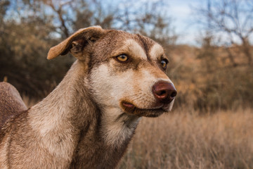 portrait of a wild brown dog, a dog on the street